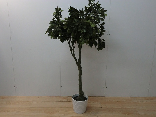 観葉植物 その他 グリーン