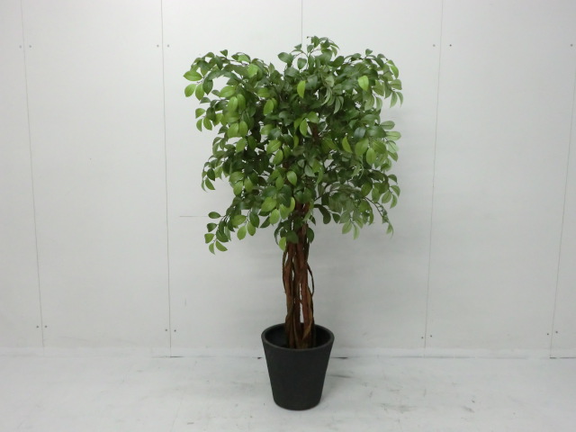 観葉植物(その他) /