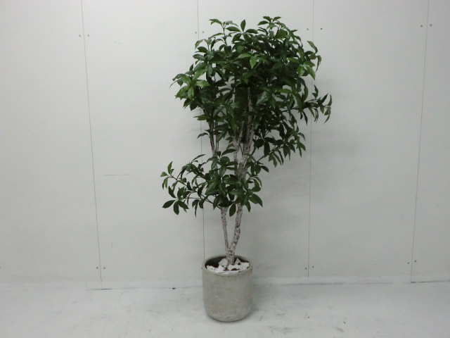 観葉植物 (その他) グリーン /