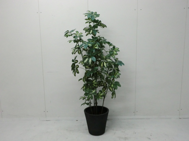 観葉植物 (その他) グリーン /
