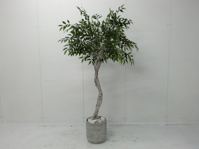 観葉植物 (その他) グリーン /